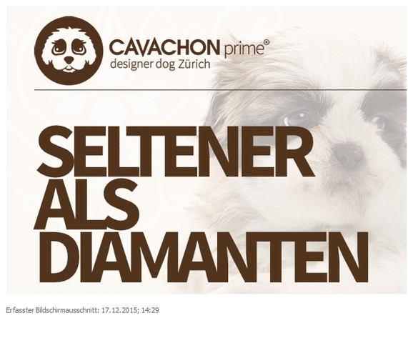 cavachon.ch screenshot - (Hund)