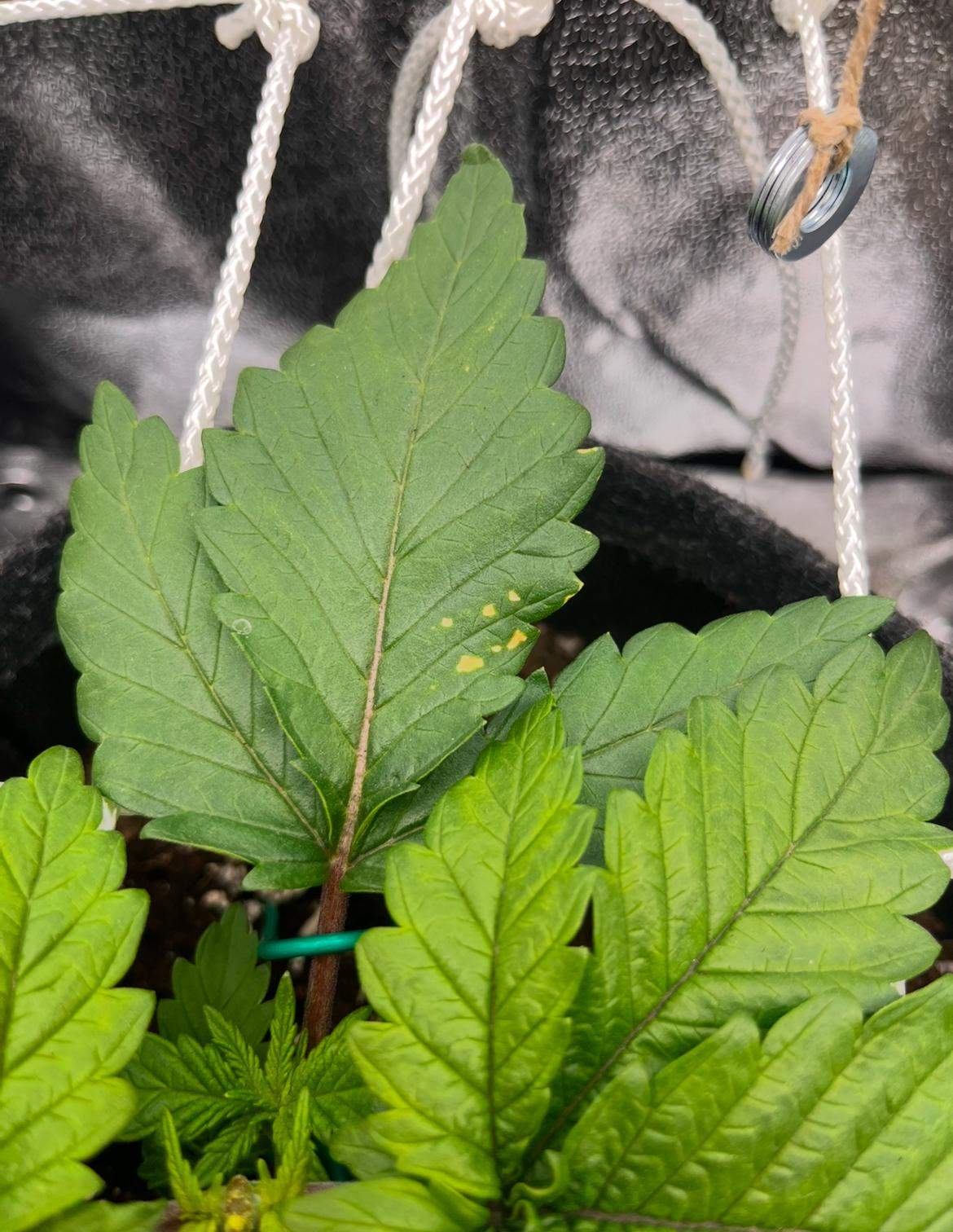 CBDCannabis; Mangel, gelbe Punkte auf den Blättern? (Flecken, Pflanzenpflege, Schädlinge)