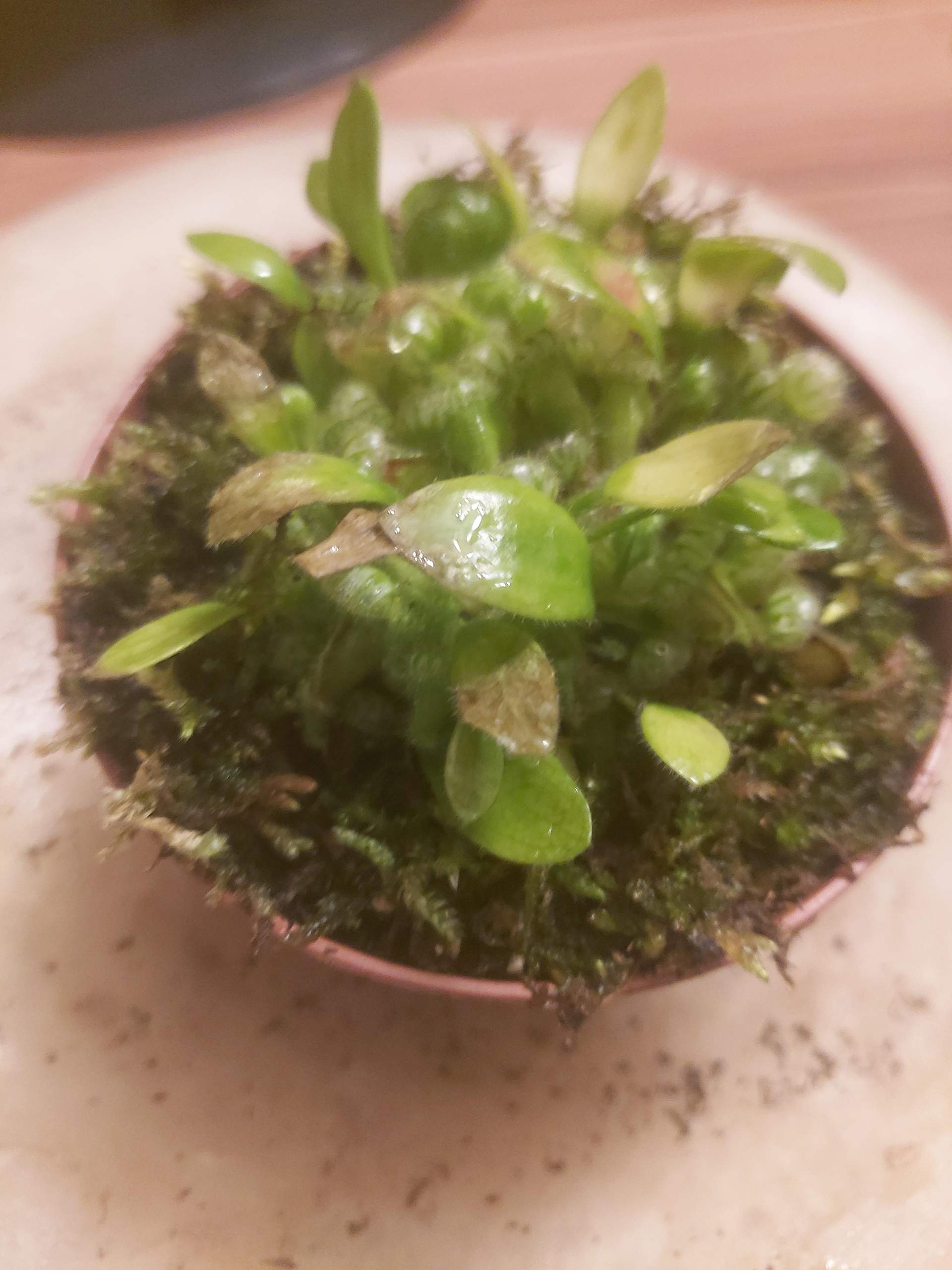 Cephalotus Blätter werden Braun? (Blumen, Pflanzenpflege, Schädlinge)