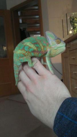 Chamaleon Mannlich Oder Weiblich Siehe Bild Freizeit Haustiere