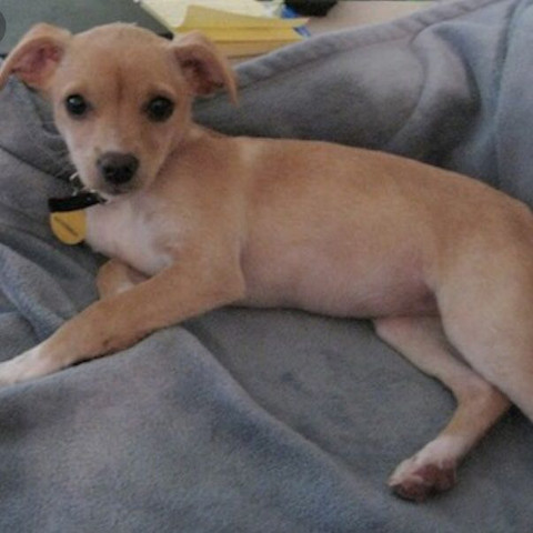 Cheagle Welpen In Der Schweiz Hund