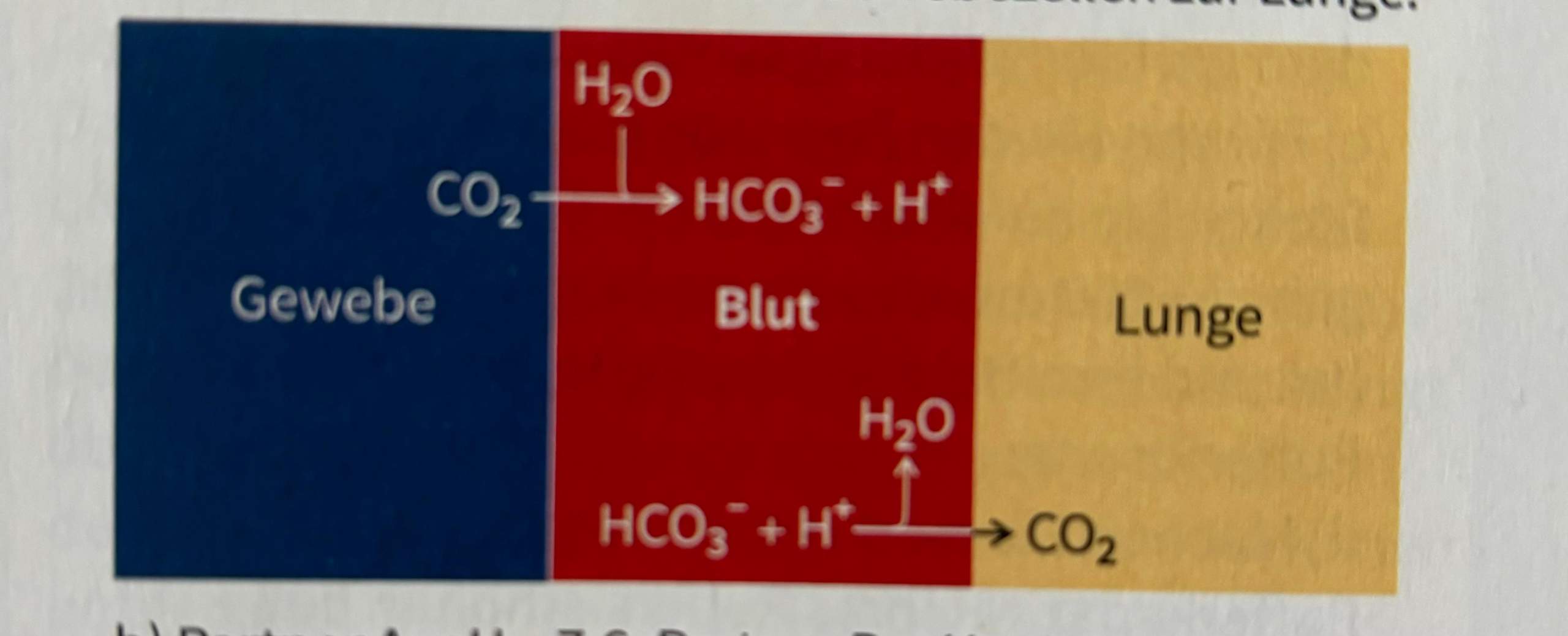 Chemie Zwang Prinzip Gleichgewicht? (Wasser, Reaktion, Chemieunterricht)