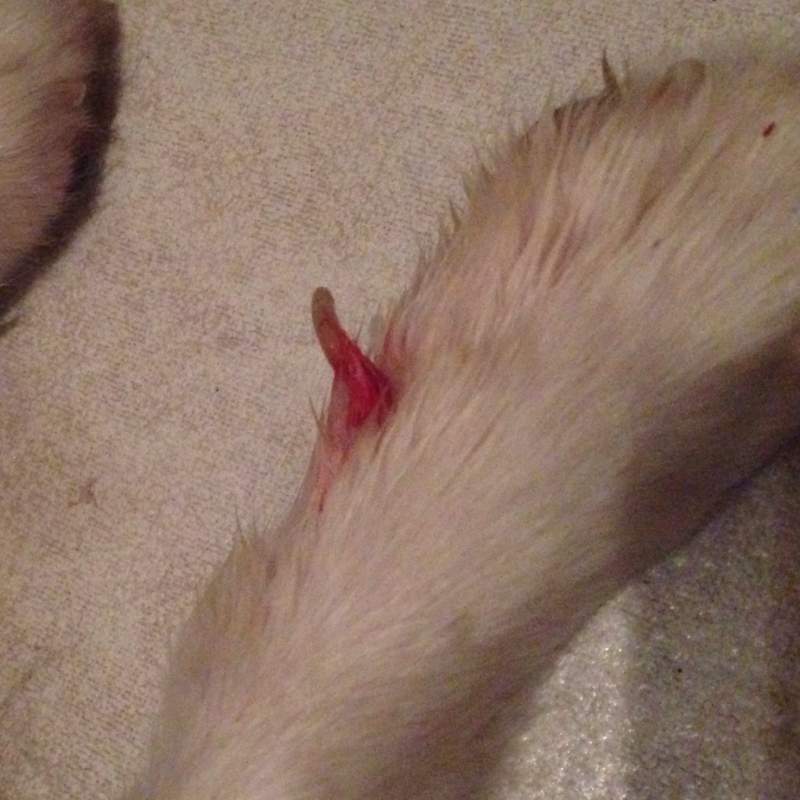 Chihuahua fast Wolfskralle rausgerissen, es blutet. Was jetzt? (Tiere
