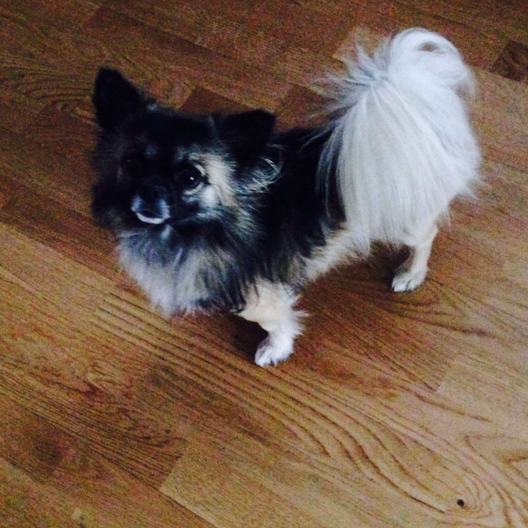 Chihuahua Frisst Kein Nassfutter Mehr Verzweifelt