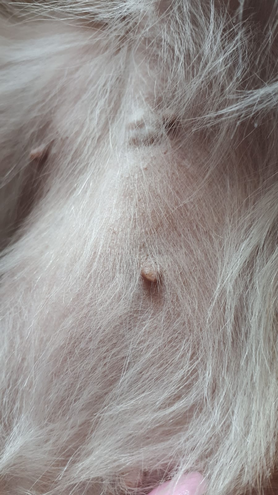 Chihuahua Hündin hat Mammatumore - Brustkrebs. Hat jemand Erfahrung