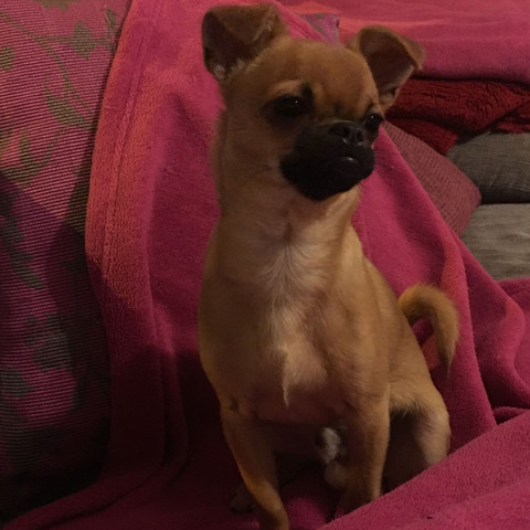 Chihuahua Pekinese Mix Bellt Sehr Laut Wie Wird Das Etwas Weniger Bellen