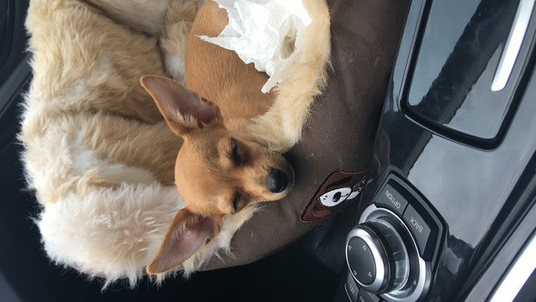 Schläft immer bei Autofahrten - (Hund, Hundefutter, Chihuahua)