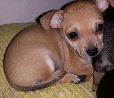 chihuahua rattler mix