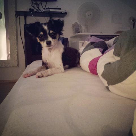 Milow - (Hund, Ohr, Chihuahua)