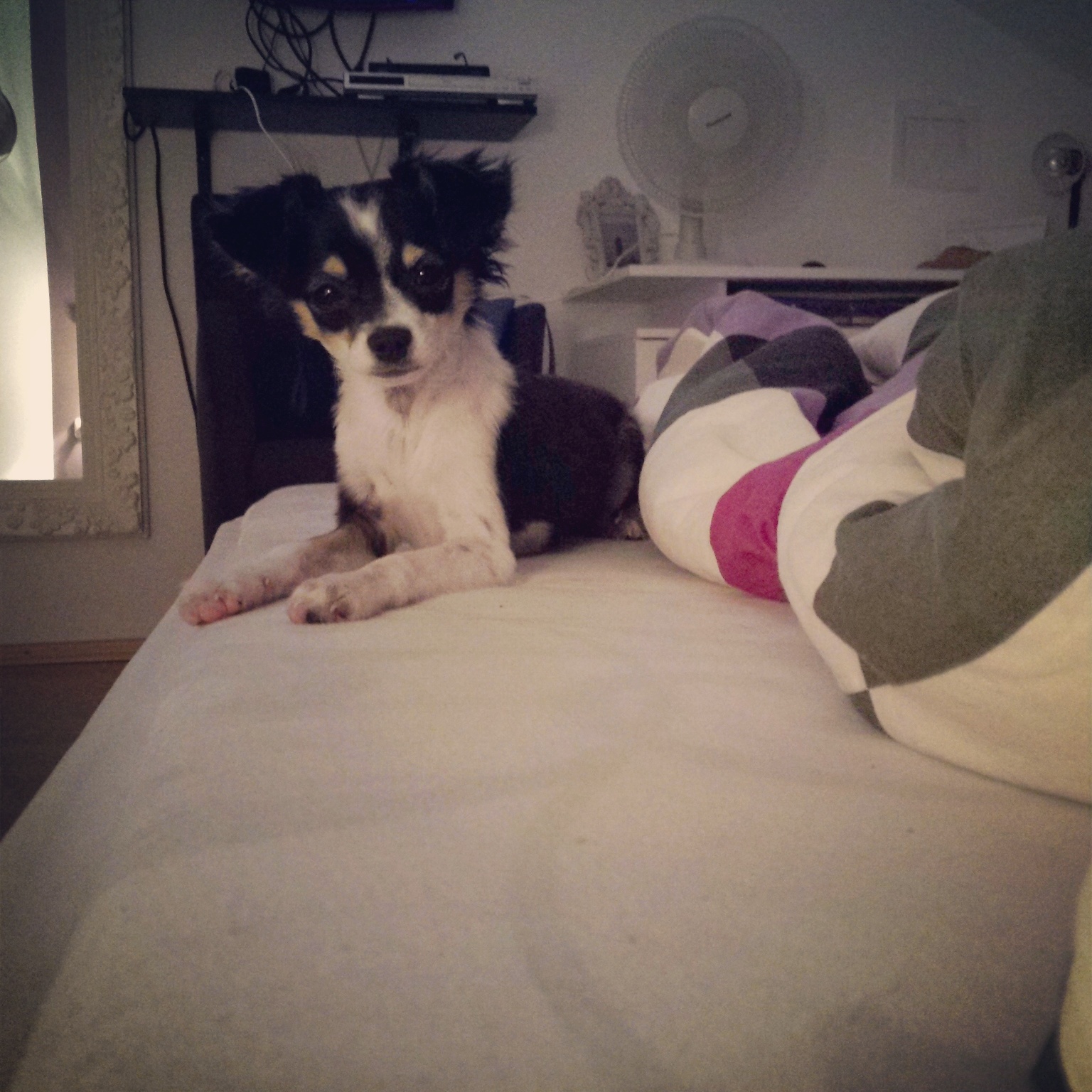 Chihuahua stellt seine Ohren nicht auf! normal? (Hund, Ohr, wolfsblut)