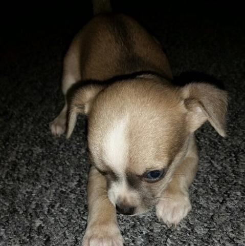 Chihuahua Welpen  - (Tiere, Hund, Gewicht)
