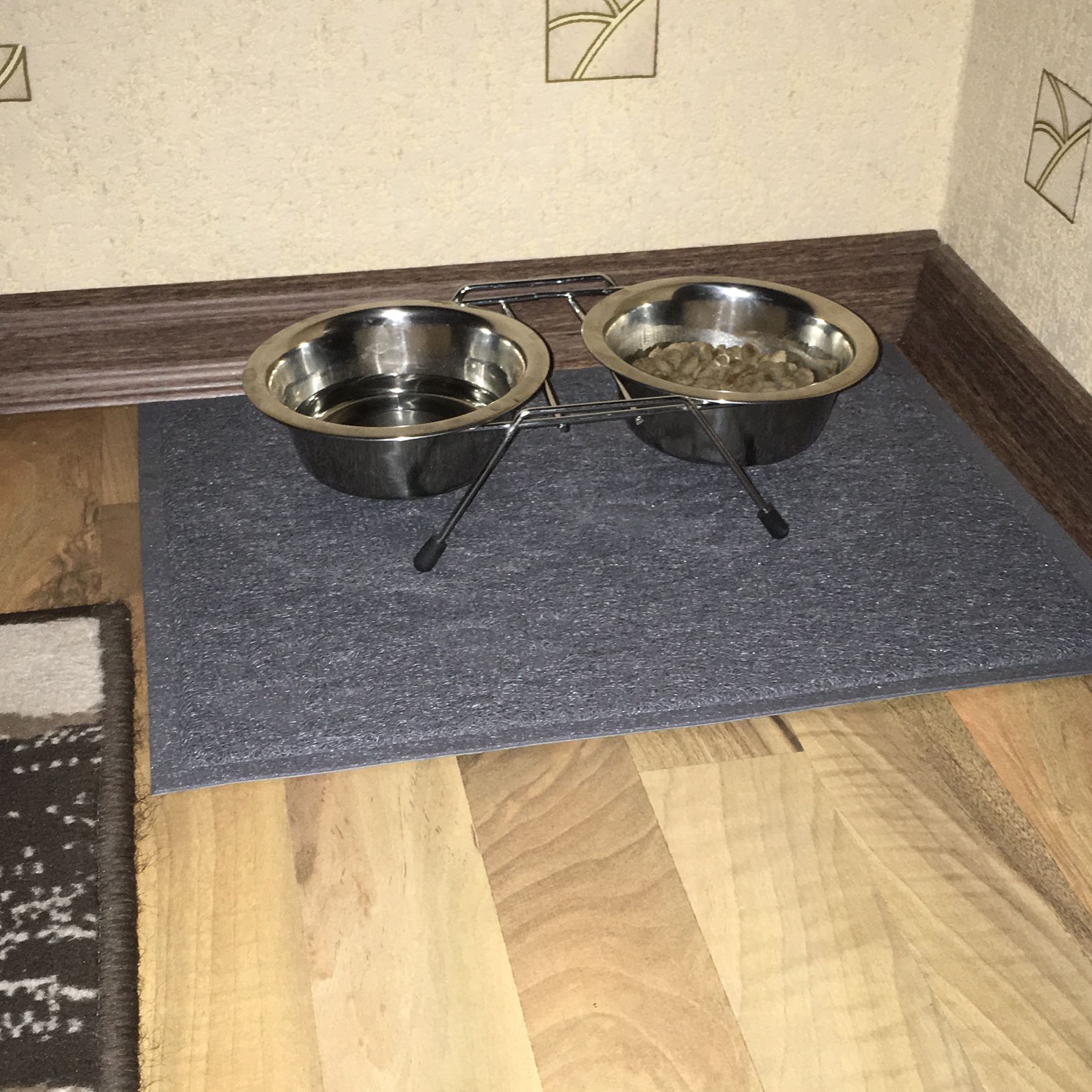 Chihuahua Welpe Isst Wenig Trinkt Wenig Angst Hund Welpen