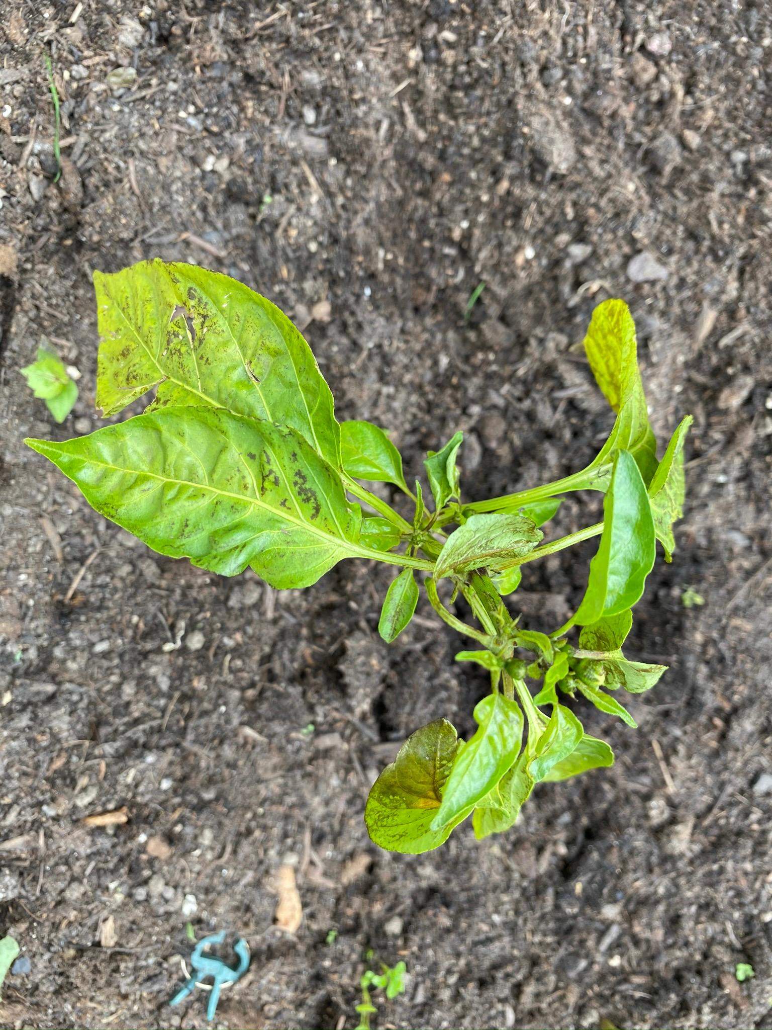 Chili Peperoni Schädling/Schädlinge, was ist das und was hilft