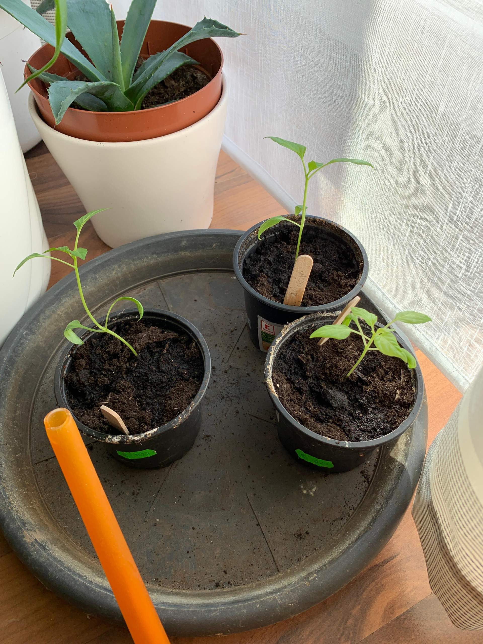 Chili Pflanzen buschig machen? (Garten, Pflanzenpflege, Cayenne)