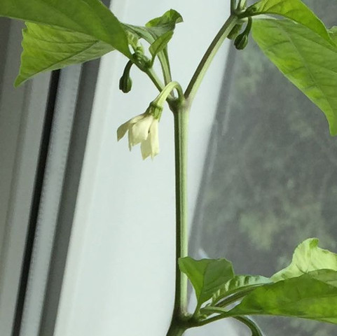 Chilli Pflanze Hellgrun Und Bluten Fallen Ab Trotz Dunger Was Lauft Falsch Pflanzen Sonne Baum