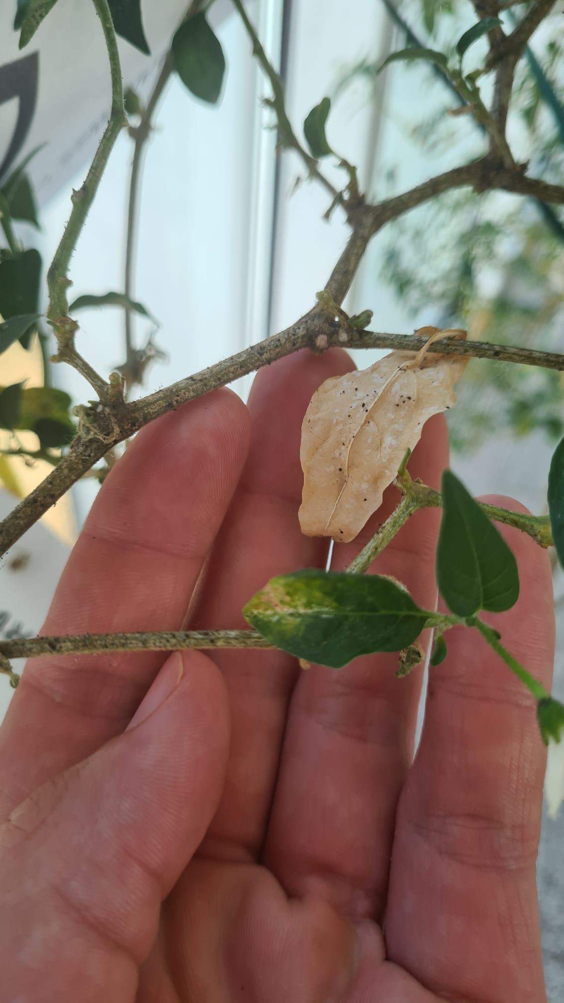 Chilli Pflanzen Läuse? Schimmel? (Garten, Pflanzenpflege, Schädlinge)