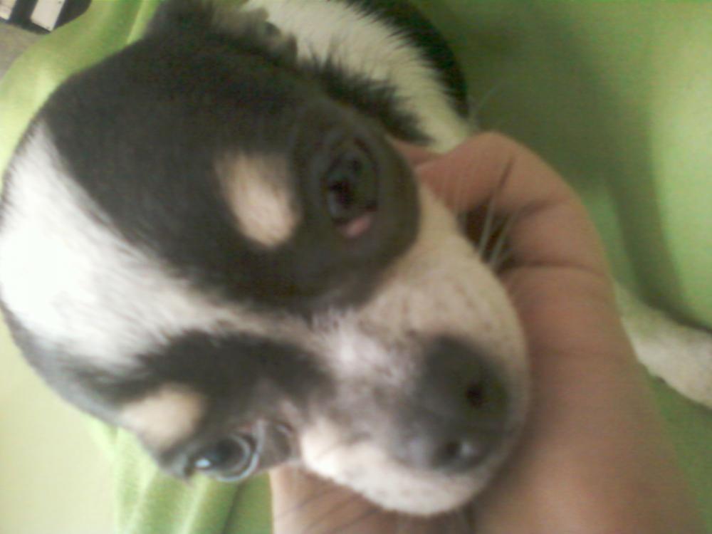 Chiuhuahua hat etwas im Auge. (Tiere, Hund, Augen)