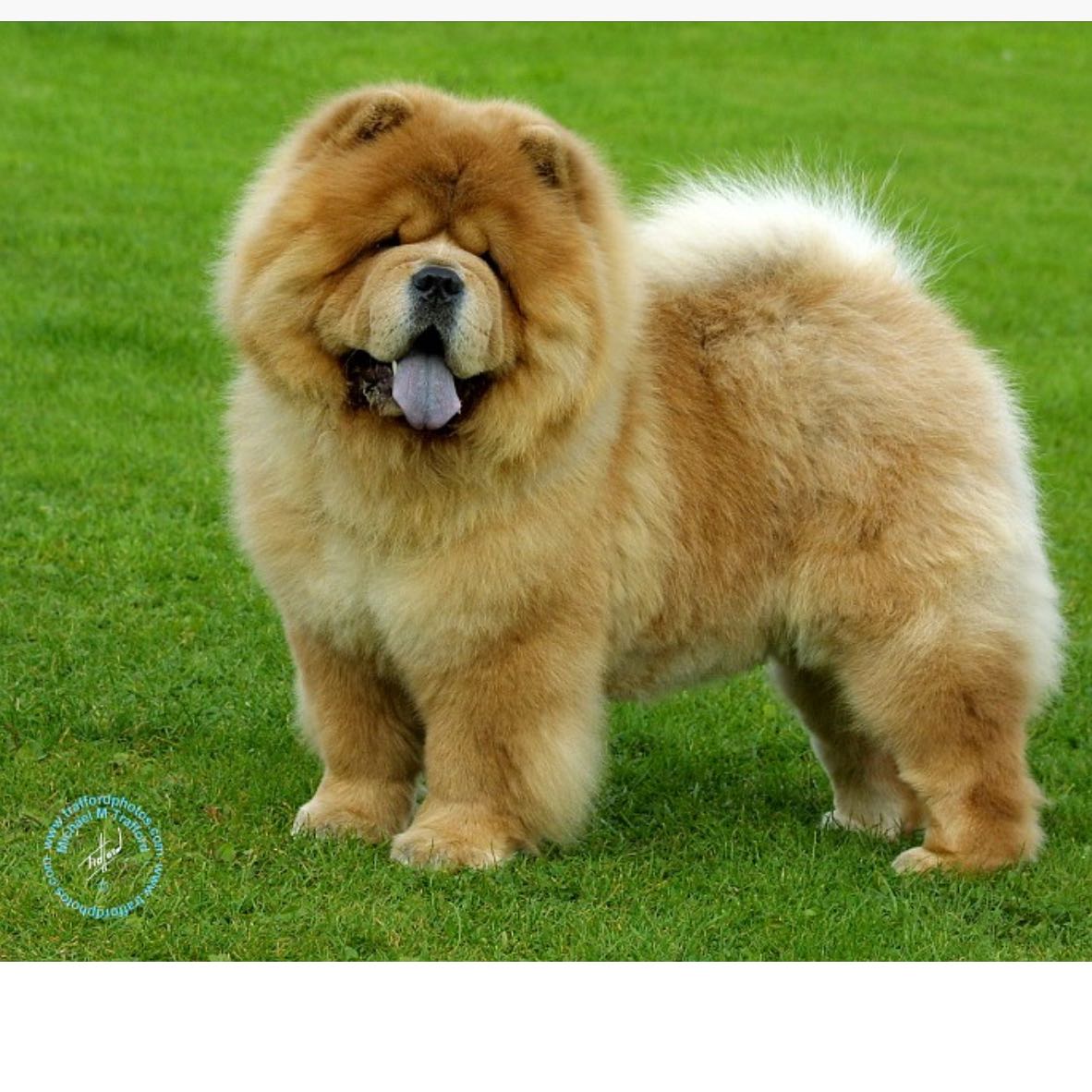 Chow Chow oder Mischling? (Hund, Rasse, ChowChow)