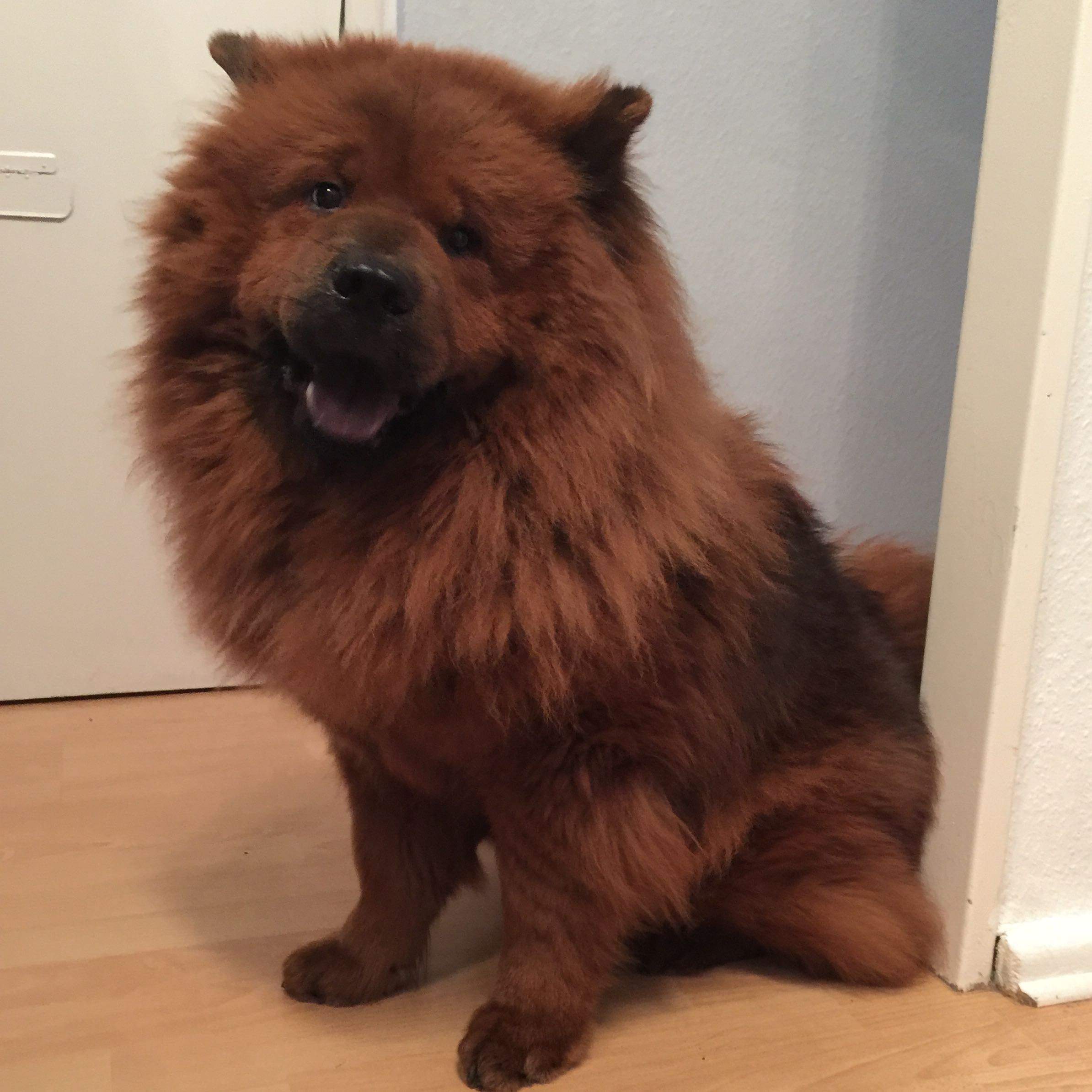 Chow Chow oder Mischling? (Hund, Rasse, ChowChow)