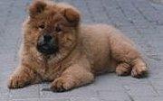 Süßer Chow Chow :))) - (Hund, Labrador, Chow-Chow)