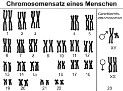 Chromosomensatz eines Menschen?