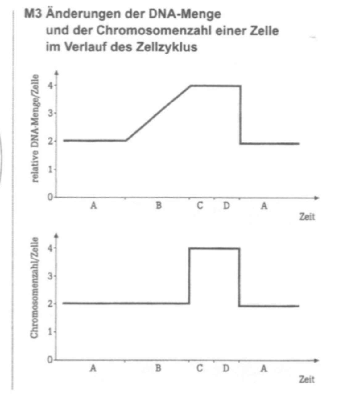 Chromosomenzahl einer Zelle? (Biologie, Chromosomen, Zellzyklus)