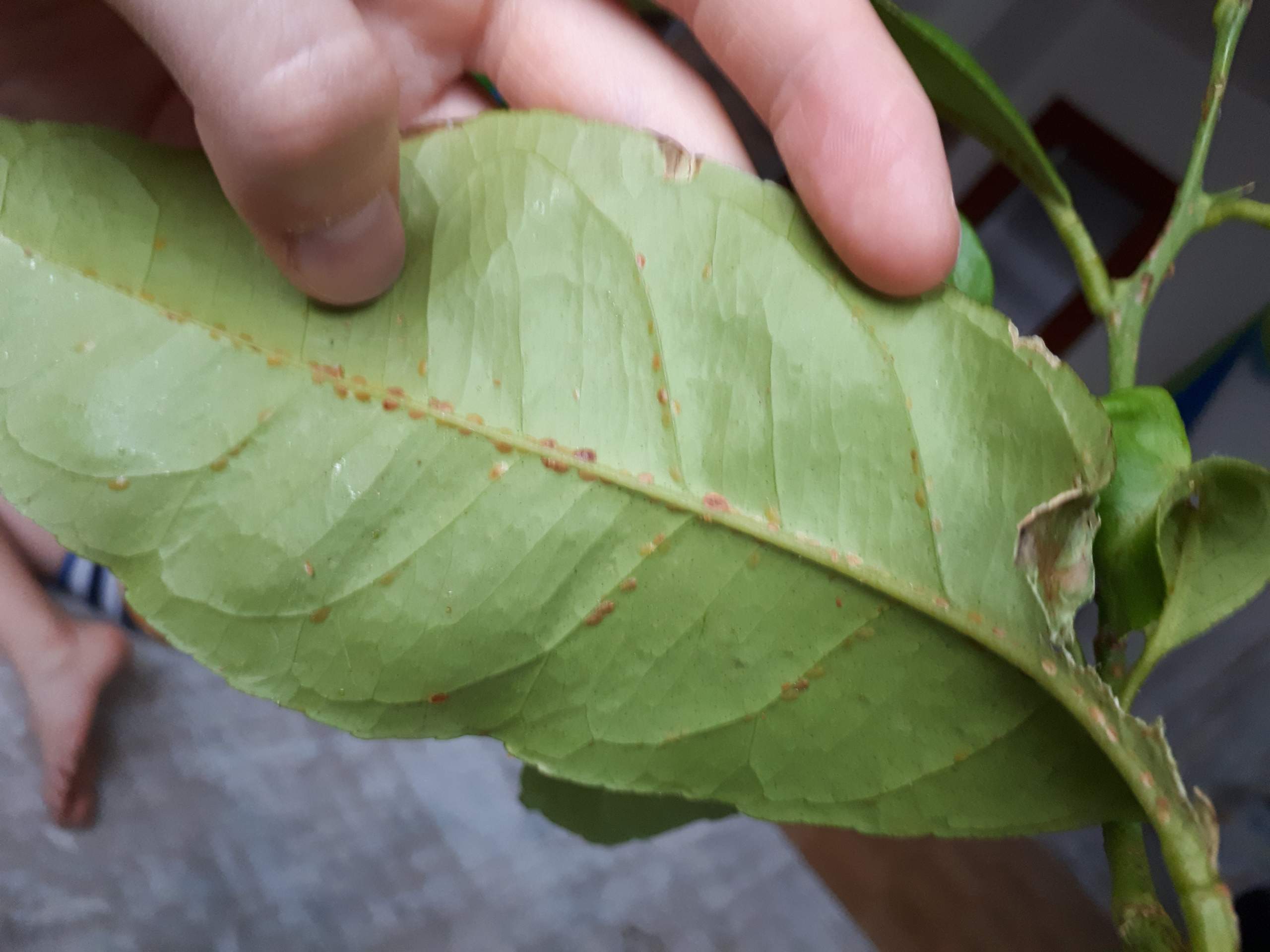 Citrus Blätter klebrig? (Pflanzen, Garten, Pflanzenpflege)