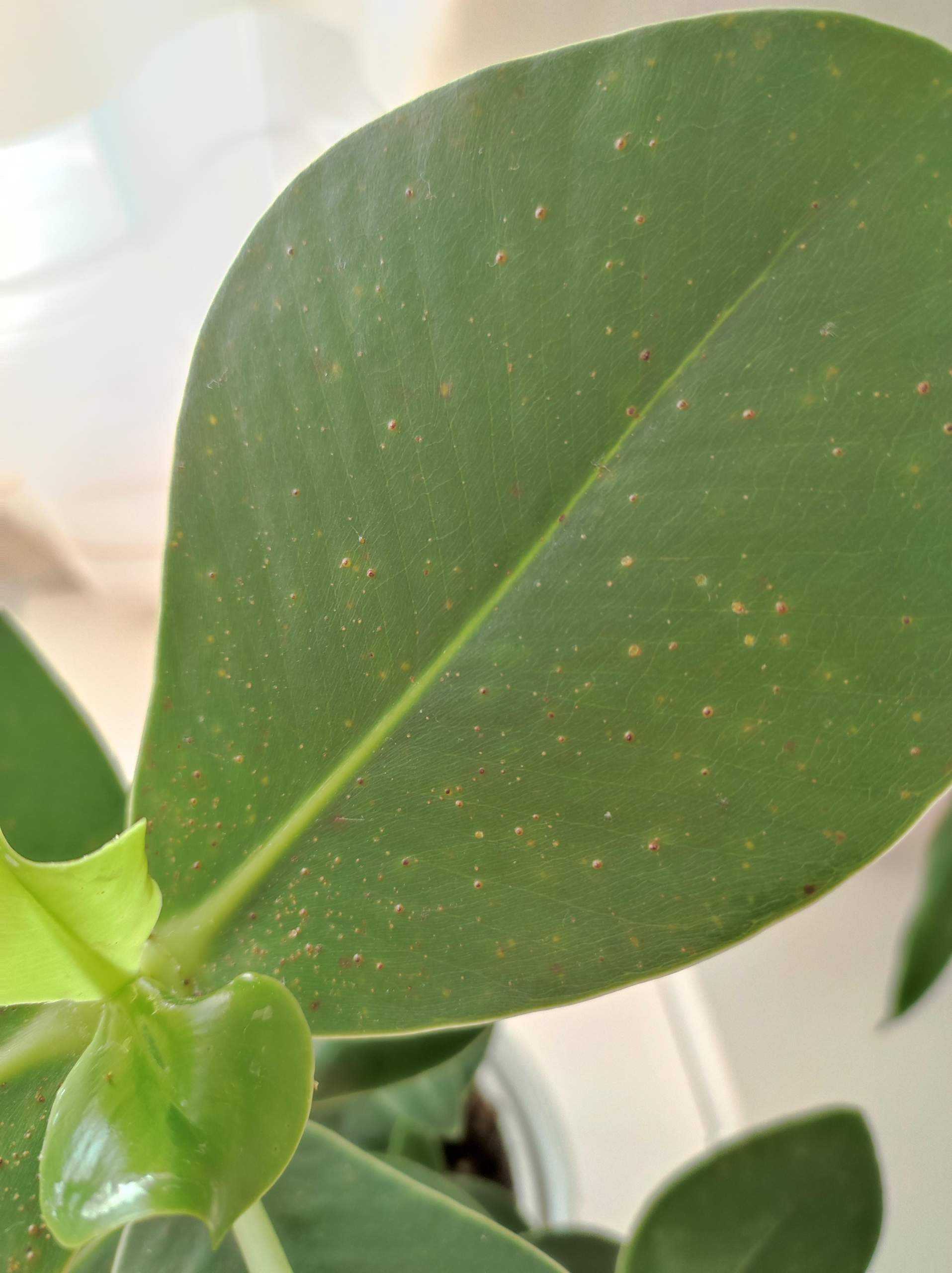 Clusia Rosea Braune Punkte