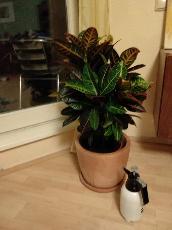 Codiaeum (Kroton/Wunderstrauch) Welcher Standort/Pflege? (Zimmerpflanzen)