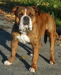 Ist Ein Continental Bulldog Fur Uns Die Richtige Rasse Tiere Kinder Hund