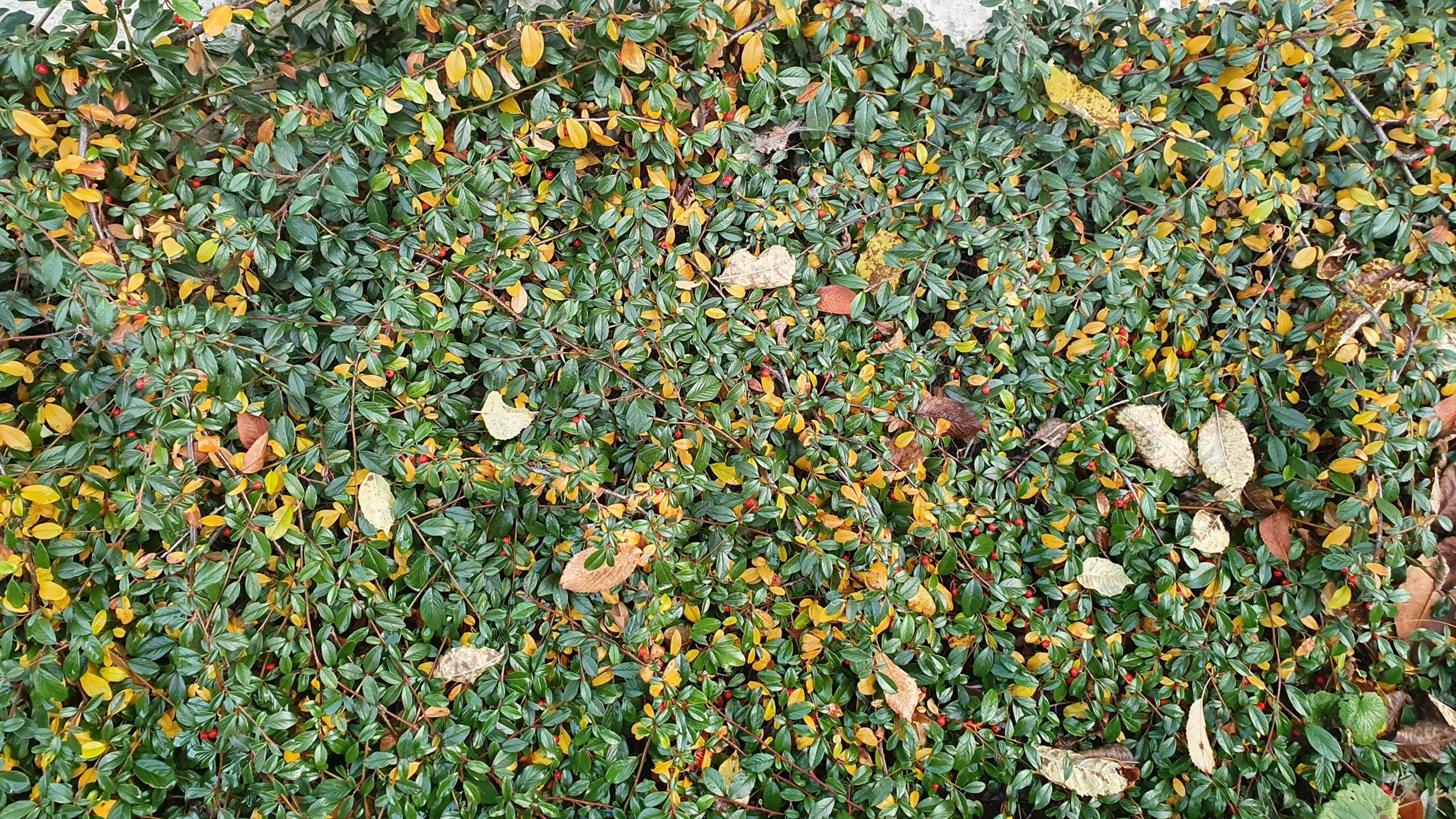 Cotoneaster hat gelbe Blätter was ist die Ursache? (Pflanzen, Garten