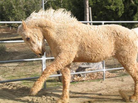 Curly Horse - (Tiere, Pferd)