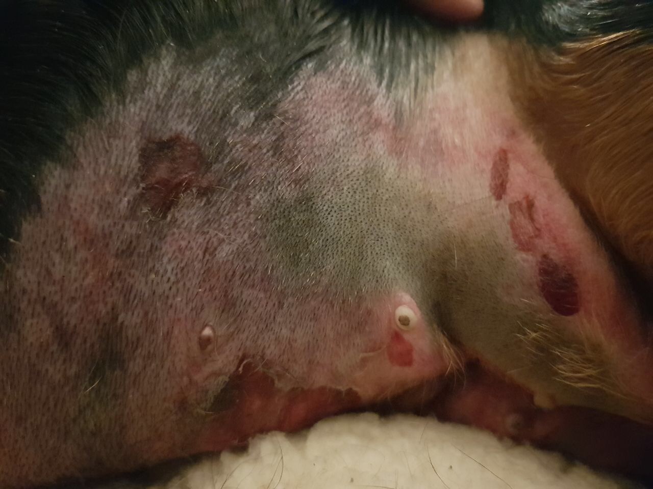 Dackel Offener Bauch nach halswirbelsäulen OP ? (Hund, Operation