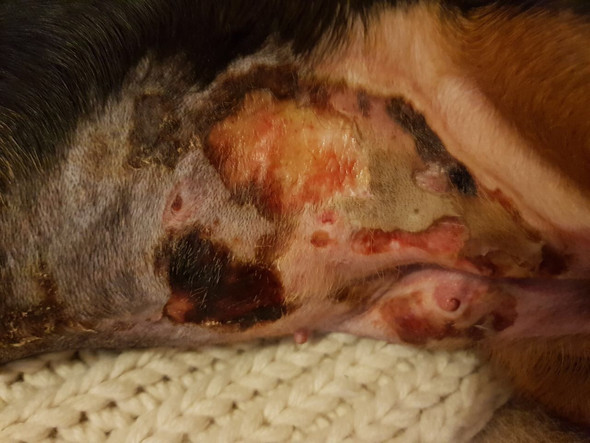 Dackel Offener Bauch nach halswirbelsäulen OP ? (Hund, Operation