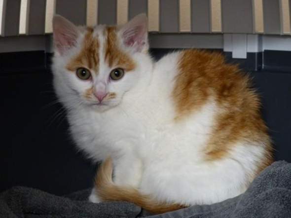 - (Tiere, Katze, Haushalt)