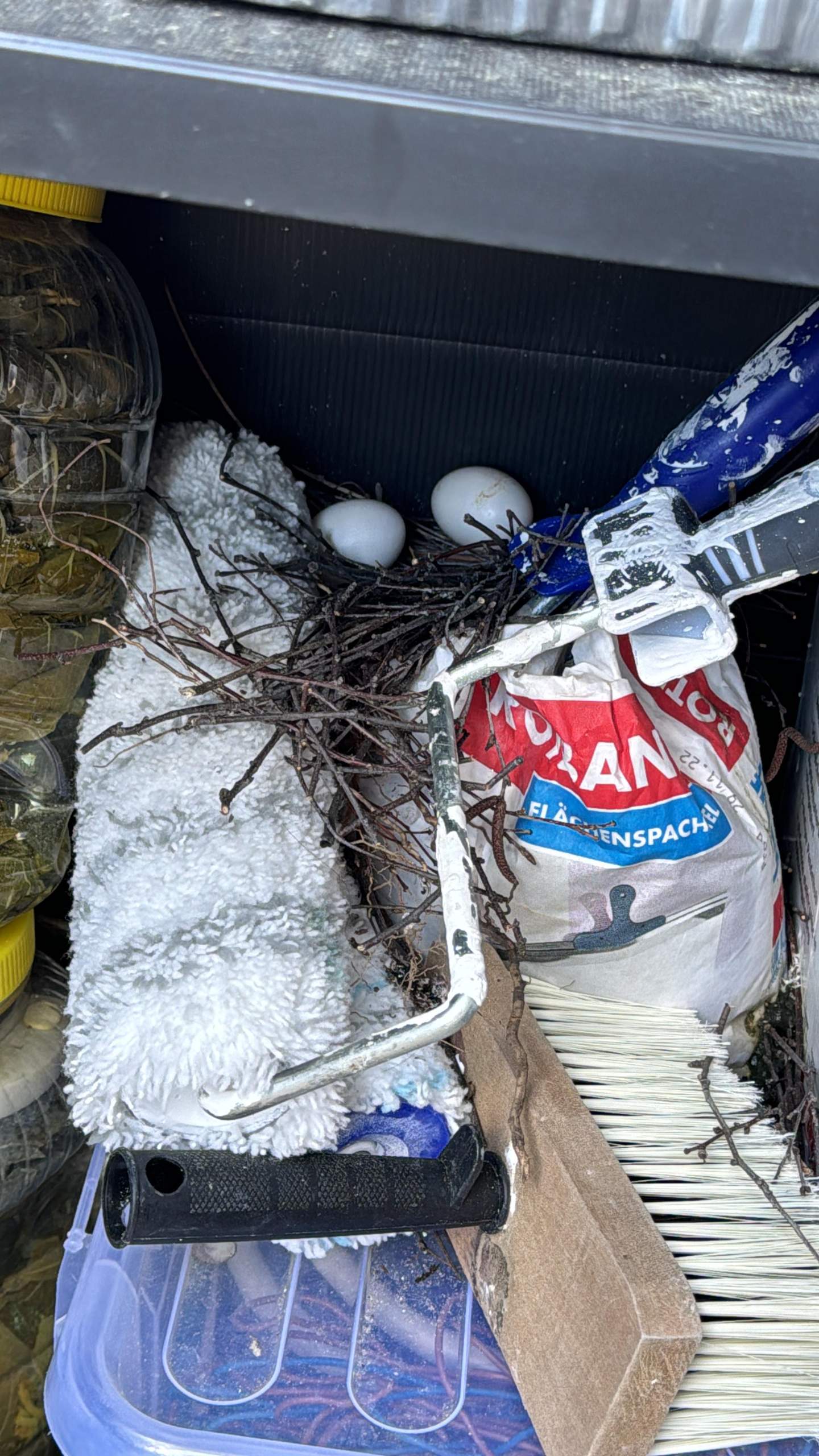 Darf Ich Dieses Nest Entfernen Oder Muss Ich Da Jemand Rufen? (Eier