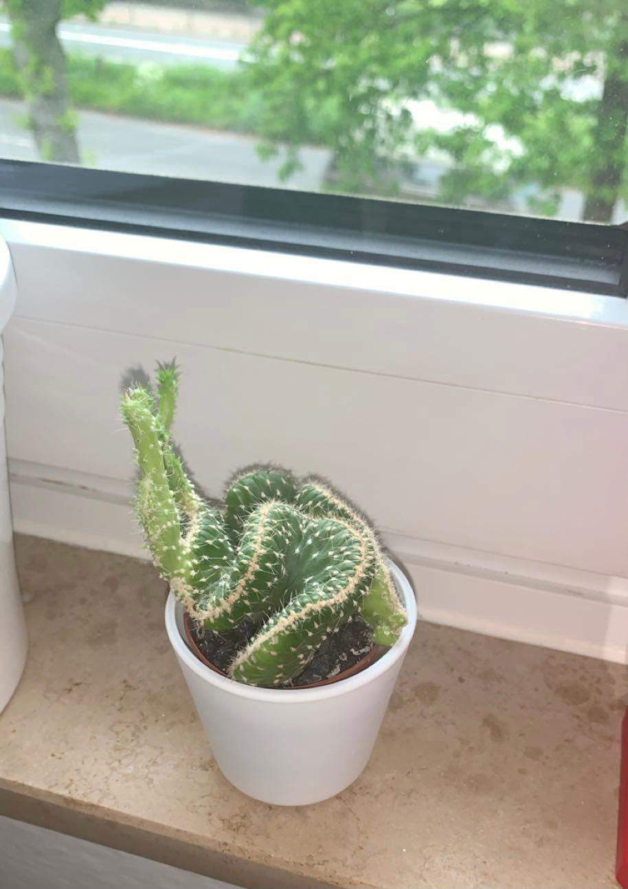 monstera for sale Monstera Deliciosa main image 1