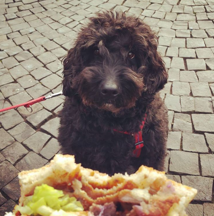 Darf ich meinem Hund ein Döner zum fressen geben(Er bettelt danach