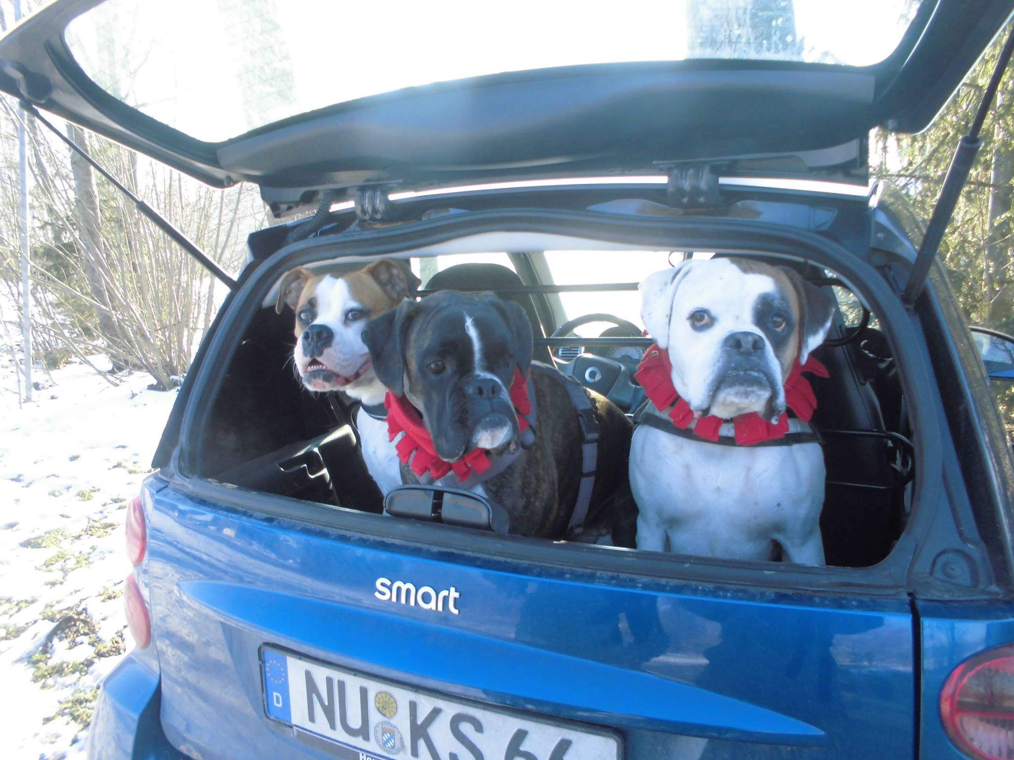 Hund im Auto Kofferraum transportieren - so klappt's