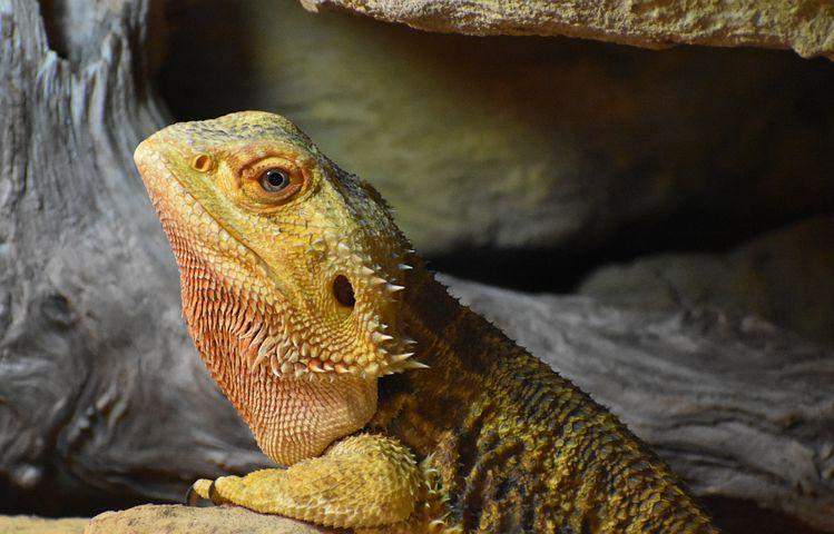 Darf man eine Bartagame in der Wohnung laufen lassen? (Tiere, Reptilien) - 0 Full