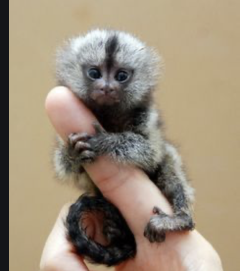 Fingeraffe Fingeraffe Baby Zwillinge Bei Den Zwergseidenaffen – Tiergarten