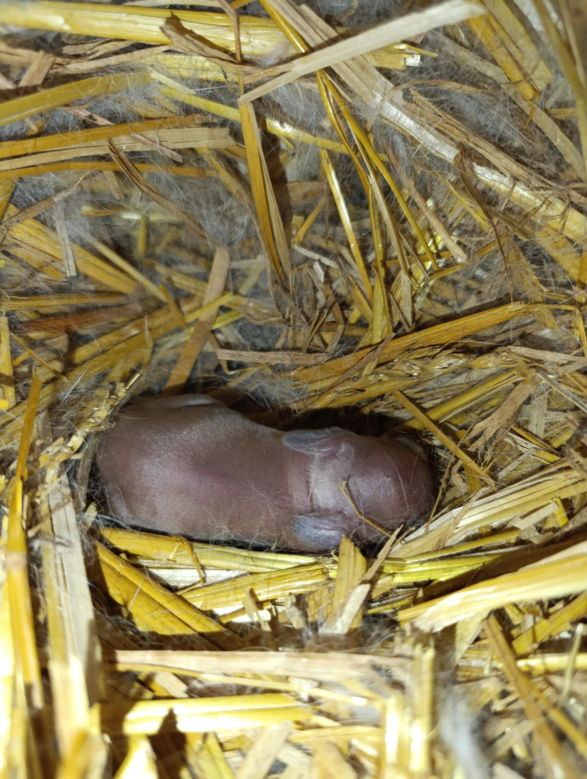 Darf man Hasenbabys direkt nach der Geburt in die Hand nehmen? (Kaninchen)