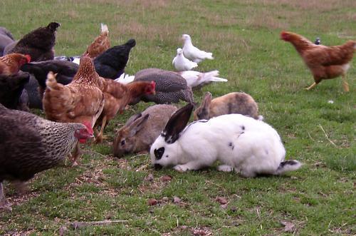 Hühner und Kaninchen - (Kaninchen, Haltung, Huhn)