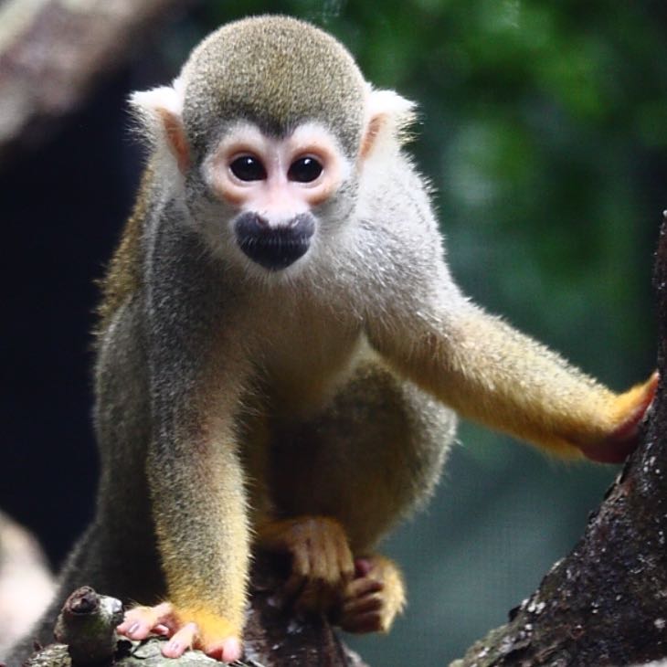 Kleiner Affe als Haustier