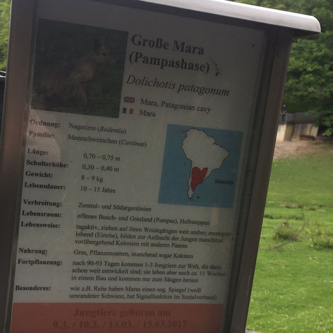 Darf Man Pampashasen Maras Als Haustier Halten Haustiere Meerschweinchen