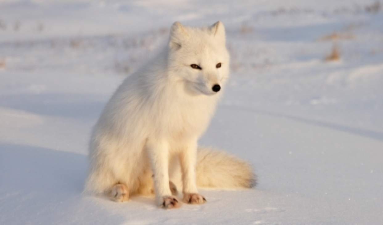 Darf man Polarfüchse in Deutschland halten? (Tiere, legal) - 0 Full