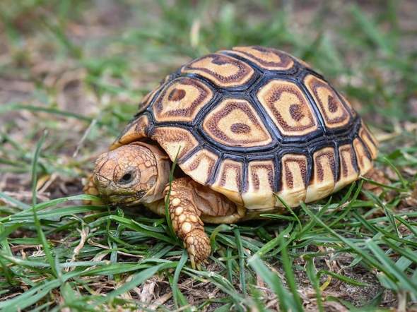 Darf man Schildkröten als Haustiere halten?