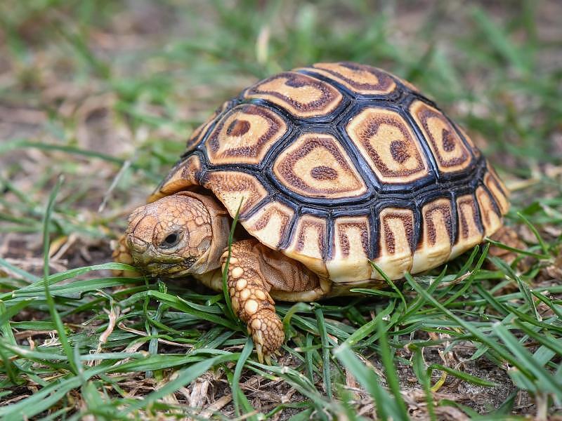 Darf Man Schildkroten Als Haustiere Halten Tiere