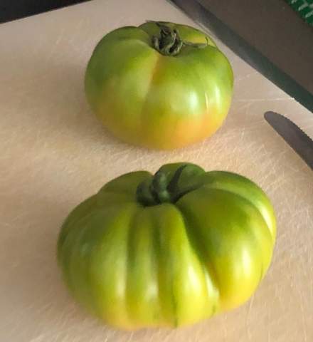 - (essen, Tomaten)