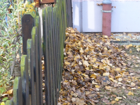 Darf Nachbarin Laub über den Zaun werfen? (Recht, Gesetz, Nachbarn)